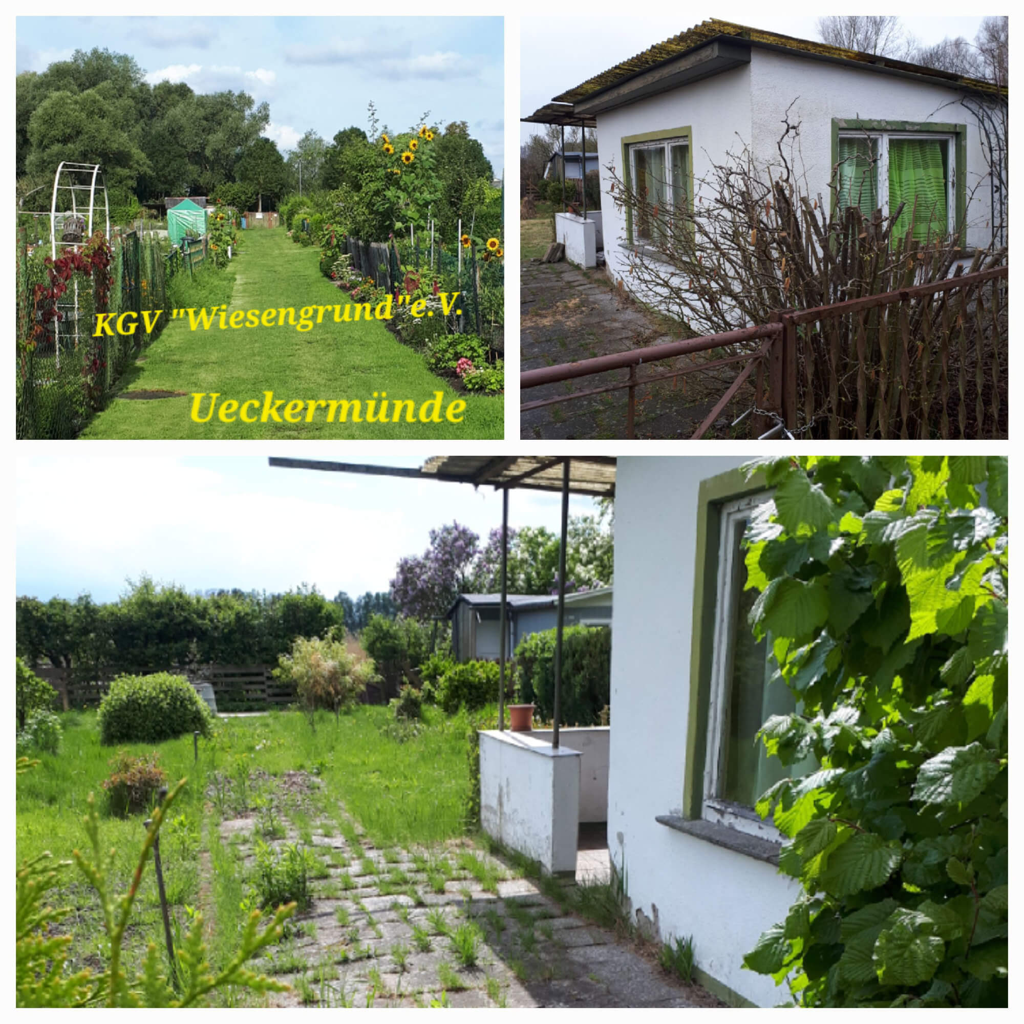 KGV „Wiesengrund“ e.V. Ueckermünde